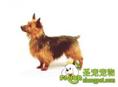 凯恩梗几点危险的症状