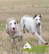 灵缇幼犬怎么养