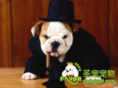 褶皱的沙皮犬如何做美容及卫生