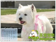 西高地白梗常会有哪些遗传病