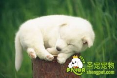 绝育手术的利与弊