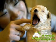 宠物犬美容用词中英文对照