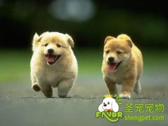 短毛犬和长毛犬的梳理