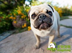 哈巴犬的选购方法