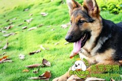 教你鉴别优秀德国牧羊犬