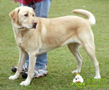 狗狗调教训练：狗绳的正确使用方法