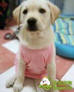 爱犬的冬季管理