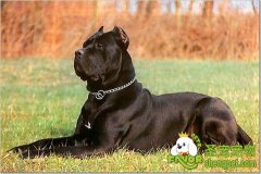 卡斯罗犬的标准