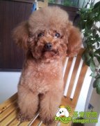 如何才能训练狗狗自己上下楼梯