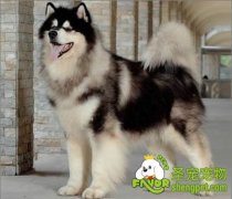 犬难产必须要手术治疗吗？