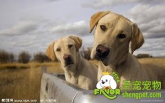 爱犬的健康管理