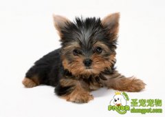 冬季狗狗易患的疾病