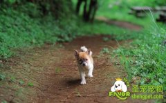 什么情况下给公幼犬去势