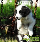 什么时候适合给狗狗做绝育手术