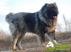 交配时锁塞或锁不住的原因