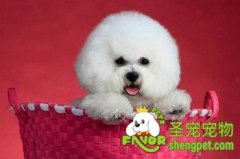 给比熊梳毛讲究哪些方法