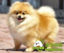 博美犬做美容要讲究技巧