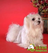 为狗狗避孕可不能乱用药