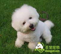 家庭犬二级训练之随行