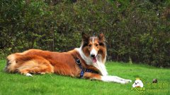 苏格兰牧羊犬的AKC标准