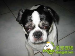 去犬场或宠物店挑选犬只时需要注意的事项