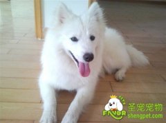 日本狐狸犬选购