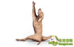 训练狗狗如何学会欢迎的动作