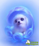 狗狗如何防止产后感染