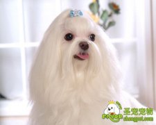 如何挑选马尔济斯犬