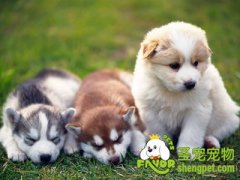 如何挑选适合你的狗狗