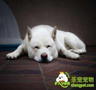 狗狗的适应能力训练：环境