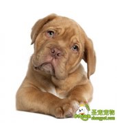 狗狗的牙病有哪些