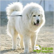 狗生产后该如何照顾