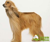 如何选购阿富汗犬