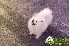 如何让你的狗狗喜欢上游泳