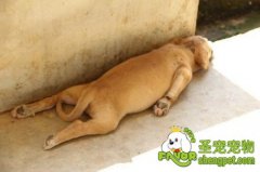 母犬产后期和新生仔犬的护理
