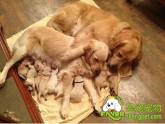 母犬一胎可生产多少胎儿