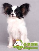 如何选购蝴蝶犬