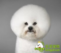 如何选购卷毛比熊犬