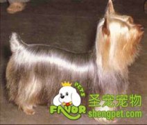 如何选购丝毛犬