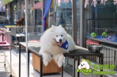 狗狗夏季的健康管理介绍