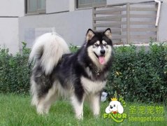 如何对工作犬的基础科目训练