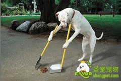 如何教小狗作揖