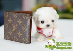 如何驯犬送东西