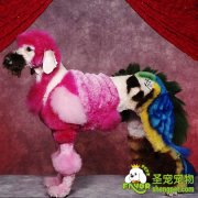 宠物服装裁减的测量方法