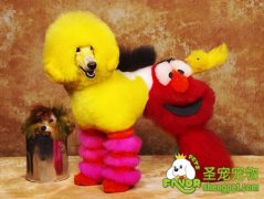 宠物服装选购小窍门