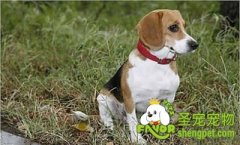 如何选购猎兔犬