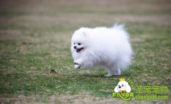 如何选择狗狗用的梳子