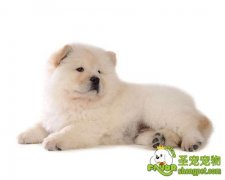 松狮犬的美容常识