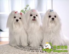 宠物做婚前检查的必要性